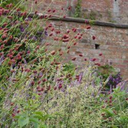 Sanguisorba officinalis Arnhem