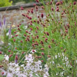 Sanguisorba officinalis Arnhem