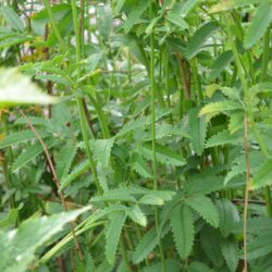 Sanguisorba officinalis Arnhem