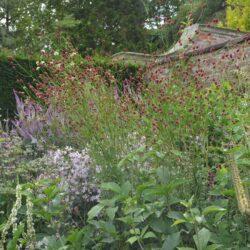 Sanguisorba officinalis Arnhem