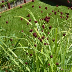 Sanguisorba officinalis Morning Select