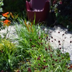 Sanguisorba officinalis Morning Select