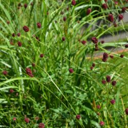 Sanguisorba officinalis Morning Select