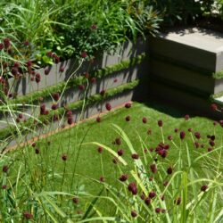 Sanguisorba officinalis Morning Select