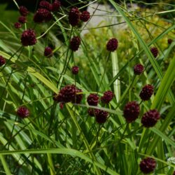 Sanguisorba officinalis Morning Select