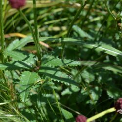 Sanguisorba officinalis Morning Select