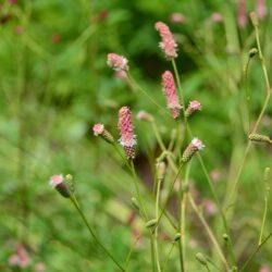 Sanguisorba officinalis Pink Tanna