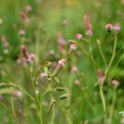 Sanguisorba officinalis Pink Tanna