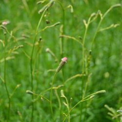 Sanguisorba officinalis Pink Tanna