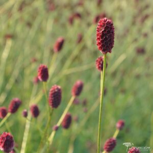 Sanguisorba officinalis Red Thunder