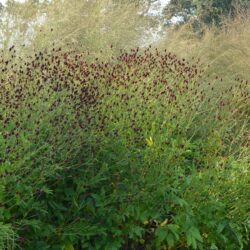 Sanguisorba officinalis Red Thunder