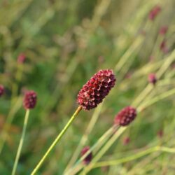 Sanguisorba officinalis Red Thunder