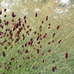 Sanguisorba officinalis Red Thunder