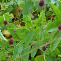 Sanguisorba officinalis Red Thunder