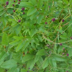 Sanguisorba officinalis Red Thunder