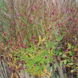 Sanguisorba officinalis Red Thunder