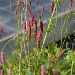 Sanguisorba officinalis Rock n Roll