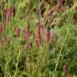 Sanguisorba officinalis Rock n Roll