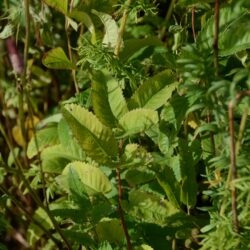 Sanguisorba officinalis Rock n Roll