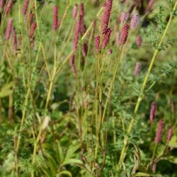 Sanguisorba officinalis Rock n Roll