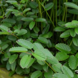 Sanguisorba officinalis Tanna