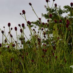 Sanguisorba officinalis Tanna