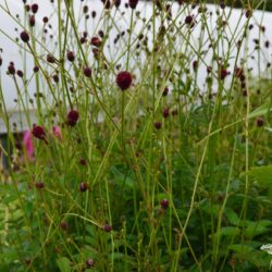 Sanguisorba officinalis Tanna