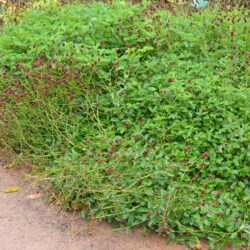 Sanguisorba officinalis Tanna