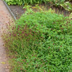 Sanguisorba officinalis Tanna