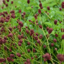 Sanguisorba officinalis Tanna