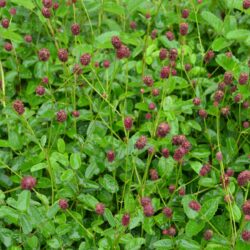 Sanguisorba officinalis Tanna