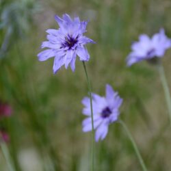 Catananche caerulea