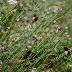 Catananche caerulea