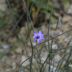 Catananche caerulea