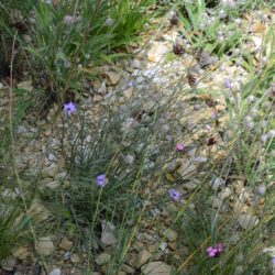 Catananche caerulea