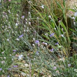 Catananche caerulea