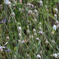 Catananche caerulea