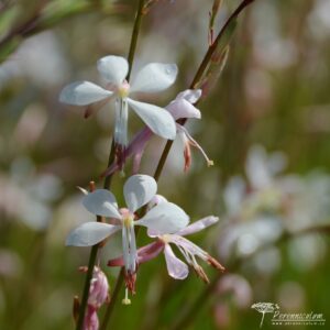 Gaura lindheimerii Ellura