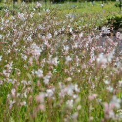 Gaura lindheimerii Ellura