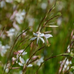 Gaura lindheimerii Ellura