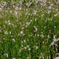 Gaura lindheimerii Ellura