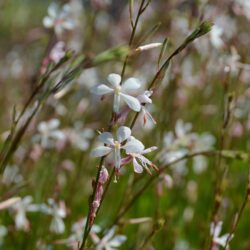 Gaura lindheimerii Ellura