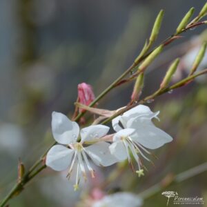 Gaura lindheimerii Vanilla