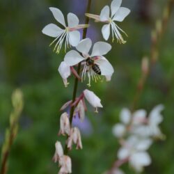 Gaura lindheimerii Vanilla