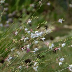 Gaura lindheimerii Vanilla