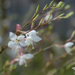 Gaura lindheimerii Vanilla