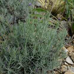 Lavandula angustifolia Contrast