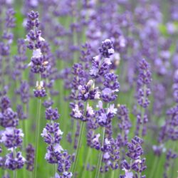 Lavandula angustifolia Contrast