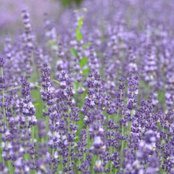 Lavandula angustifolia Contrast