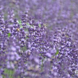 Lavandula angustifolia Contrast